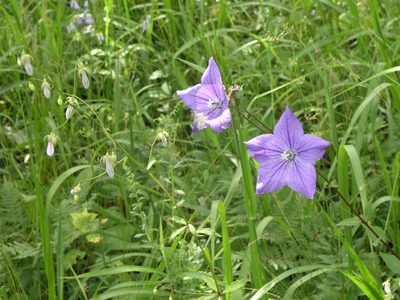 Platycodon grandiflorus, photographed by Oleg Kosterin
