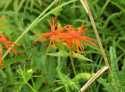 Silene wilfordii, photographed by Oleg Kosterin