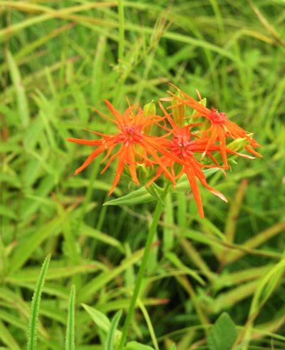 Silene wilfordii, photographed by Oleg Kosterin