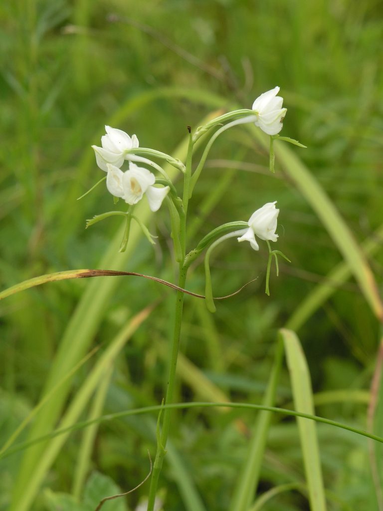 Habenaria linearifolia, photographed by Oleg Kosterin