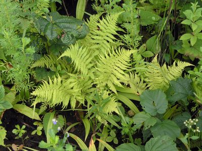 Athyrium yokoscense, photographed by Oleg Kosterin