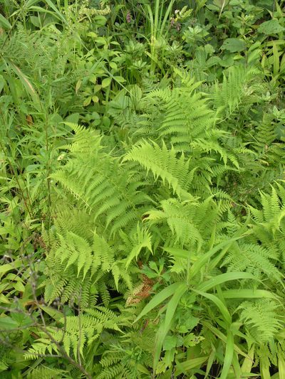 Athyrium yokoscense, photographed by Oleg Kosterin