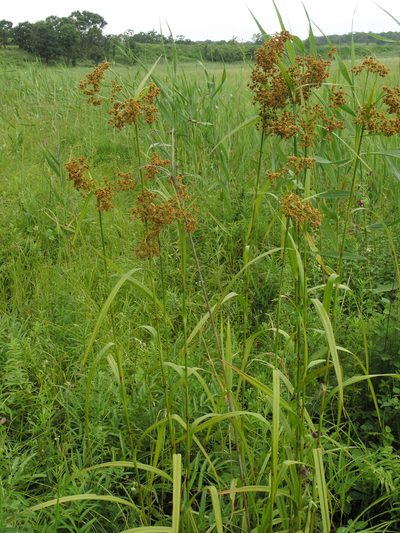 Scirpus lushanensis, photographed by Oleg Kosterin