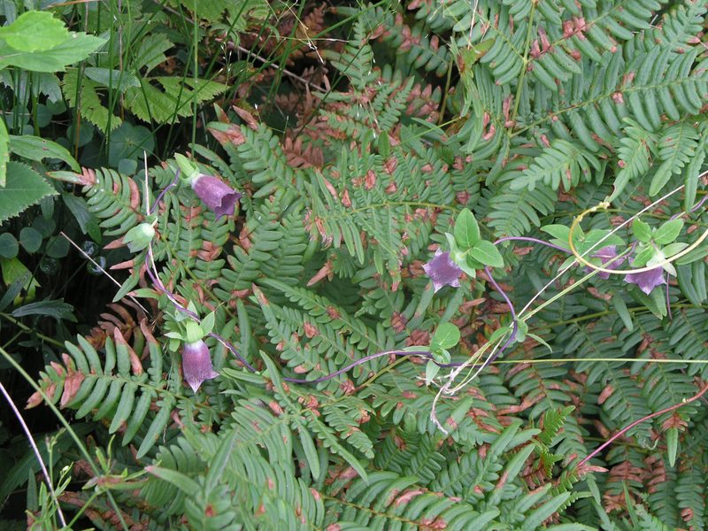 Codonopsis ussuriensis, photographed by Oleg Kosterin