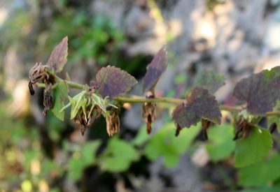 Campanula alliariifolia, photographed by Юрий Данилевский (Yuriy Danilevsky)