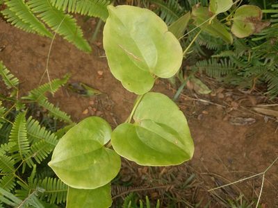 Smilax melastomifolia, photographed by Kevin Faccenda