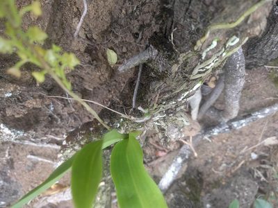 Polystachya concreta, photographed by Kevin Faccenda