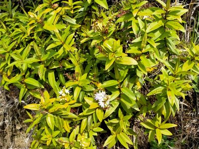 Veronica ligustrifolia, photographed by John Barkla