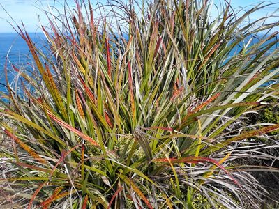 Astelia banksii, photographed by John Barkla