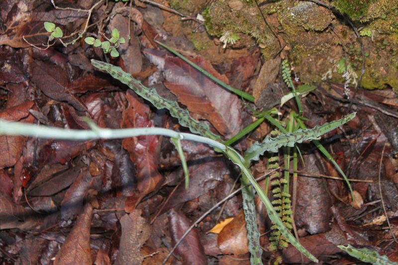 Agave debilis, photographed by Eugenio Padilla