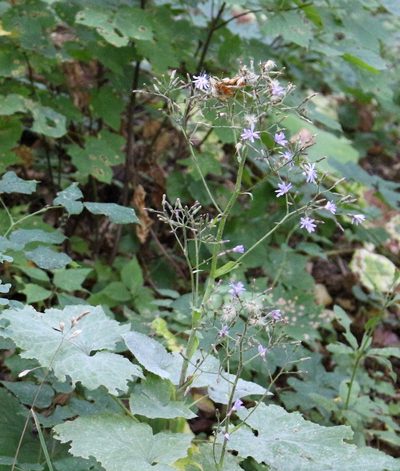 Cicerbita petiolata, photographed by Юрий Данилевский (Yuriy Danilevsky)
