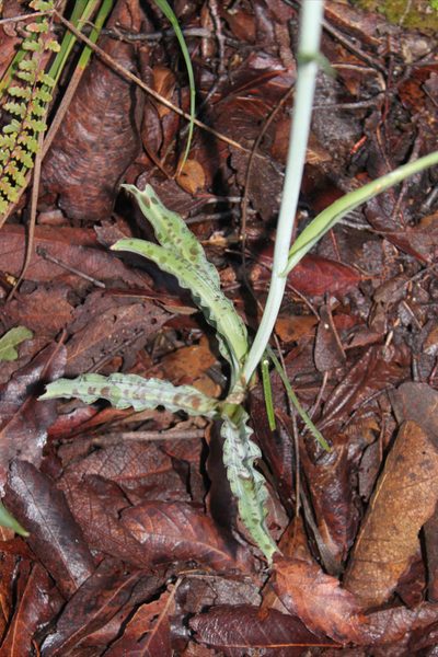 Agave debilis, photographed by Eugenio Padilla