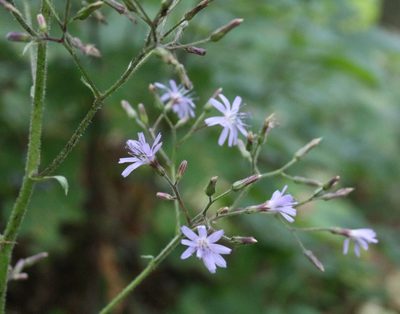 Cicerbita petiolata, photographed by Юрий Данилевский (Yuriy Danilevsky)
