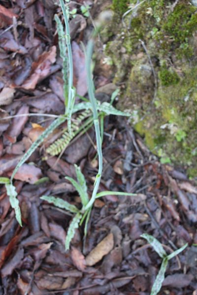 Agave debilis, photographed by Eugenio Padilla