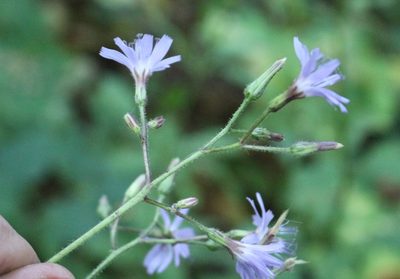 Cicerbita petiolata, photographed by Юрий Данилевский (Yuriy Danilevsky)