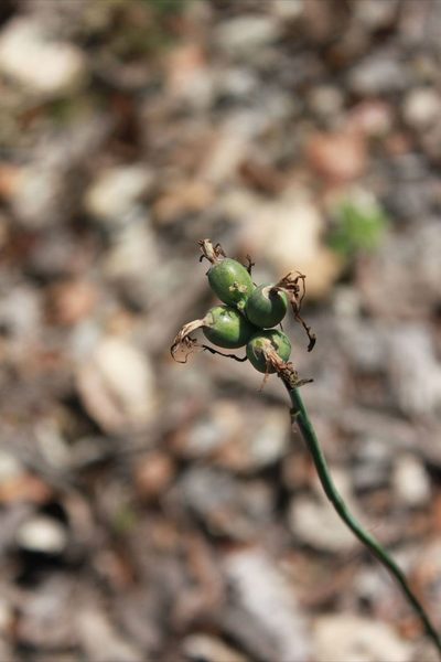 Agave debilis, photographed by Eugenio Padilla