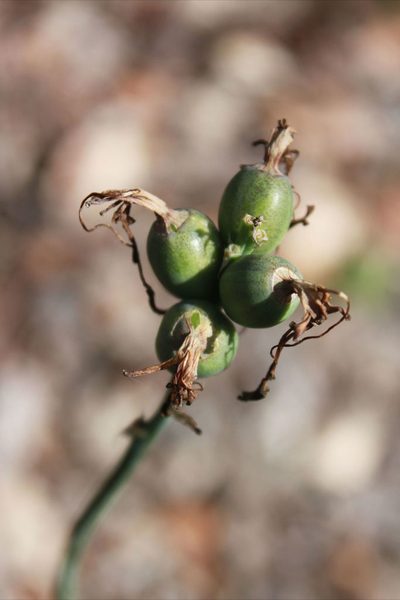 Agave debilis, photographed by Eugenio Padilla