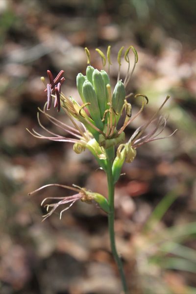 Agave debilis, photographed by Eugenio Padilla