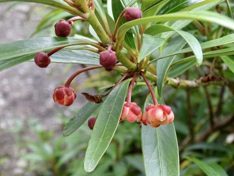 Illicium dunnianum, photographed by Toby Y