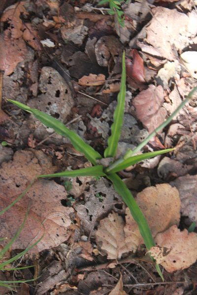 Agave debilis, photographed by Eugenio Padilla