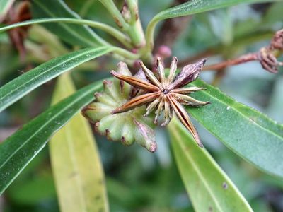 Illicium dunnianum, photographed by Toby Y