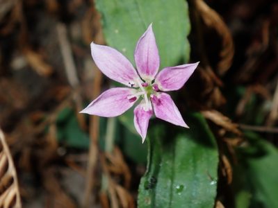 Schelhammera undulata, photographed by Thomas Mesaglio