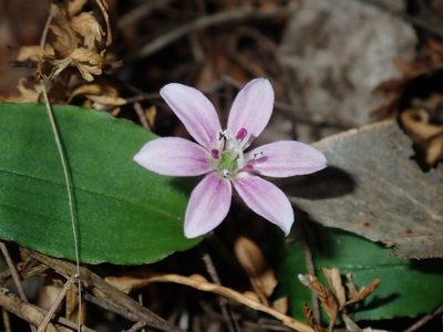 Schelhammera undulata, photographed by Thomas Mesaglio
