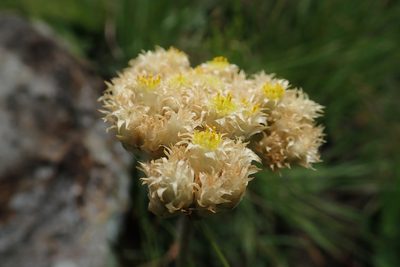 Helichrysum allioides, photographed by Jimmy Whatmore