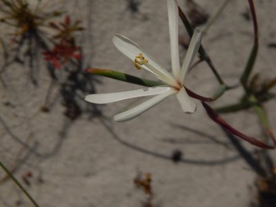Geissorhiza tenella, photographed by melda
