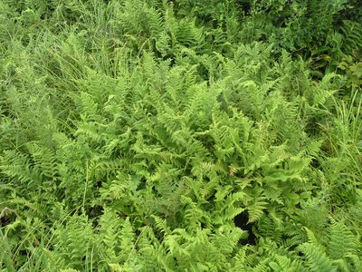 Athyrium yokoscense, photographed by Oleg Kosterin
