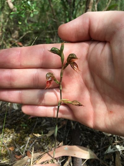 Pterostylis squamata, photographed by yatesy