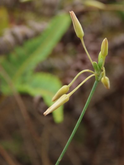 Thysanotus chinensis, photographed by chiuluan