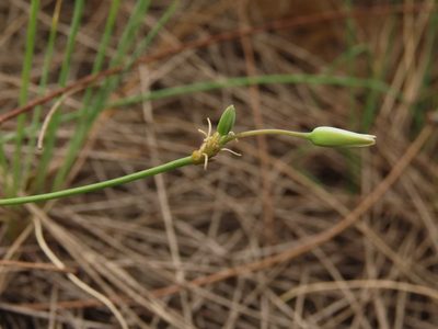 Thysanotus chinensis, photographed by chiuluan