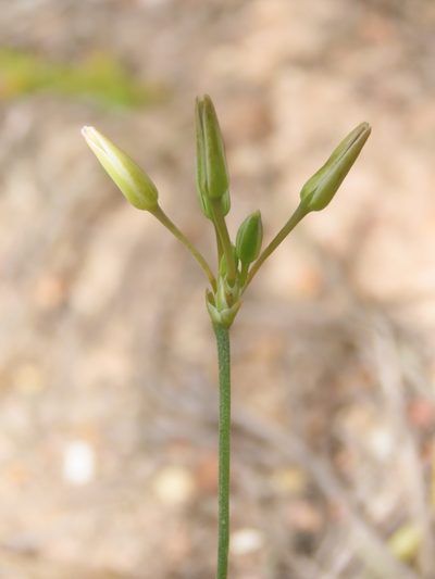 Thysanotus chinensis, photographed by chiuluan