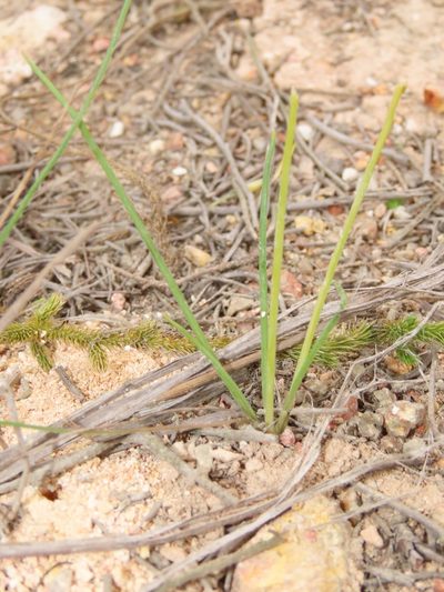 Thysanotus chinensis, photographed by chiuluan
