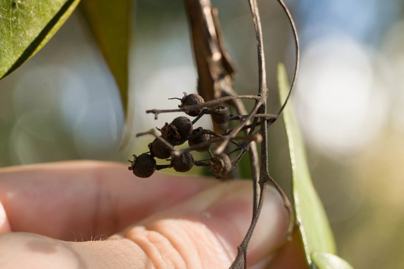 Pimenta dioica, photographed by Kevin Faccenda