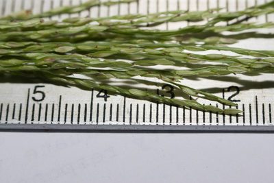 Digitaria setigera