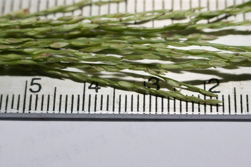 Digitaria setigera, photographed by Kevin Faccenda
