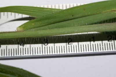 Digitaria setigera, photographed by Kevin Faccenda