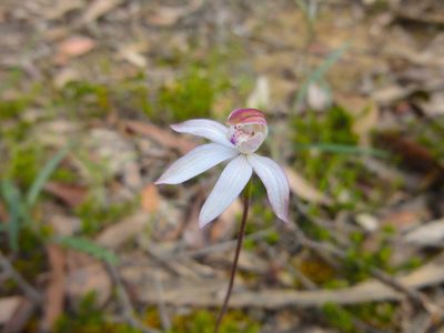 Caladenia moschata, photographed by Kiri Bee