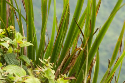 Machaerina angustifolia, photographed by Kevin Faccenda
