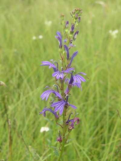 Lobelia sessilifolia, photographed by Oleg Kosterin