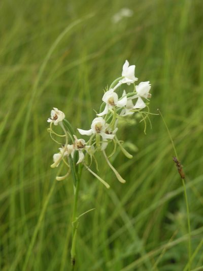 Habenaria linearifolia, photographed by Oleg Kosterin