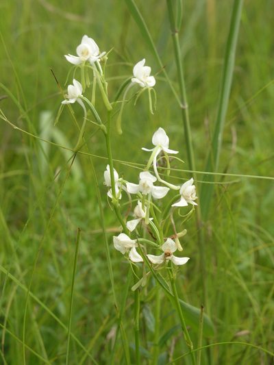 Habenaria linearifolia, photographed by Oleg Kosterin
