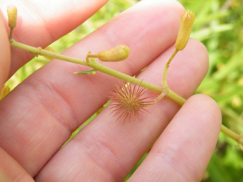 Triumfetta welwitschii, photographed by Antoinette Eyssell Knox
