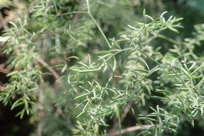Asparagus ramosissimus, photographed by Jimmy Whatmore