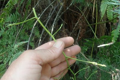 Asparagus ramosissimus, photographed by Jimmy Whatmore