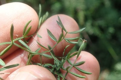 Asparagus ramosissimus, photographed by Jimmy Whatmore
