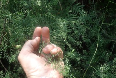 Asparagus ramosissimus, photographed by Jimmy Whatmore