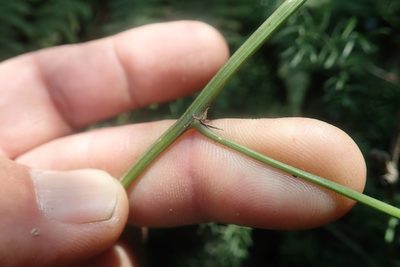 Asparagus ramosissimus, photographed by Jimmy Whatmore